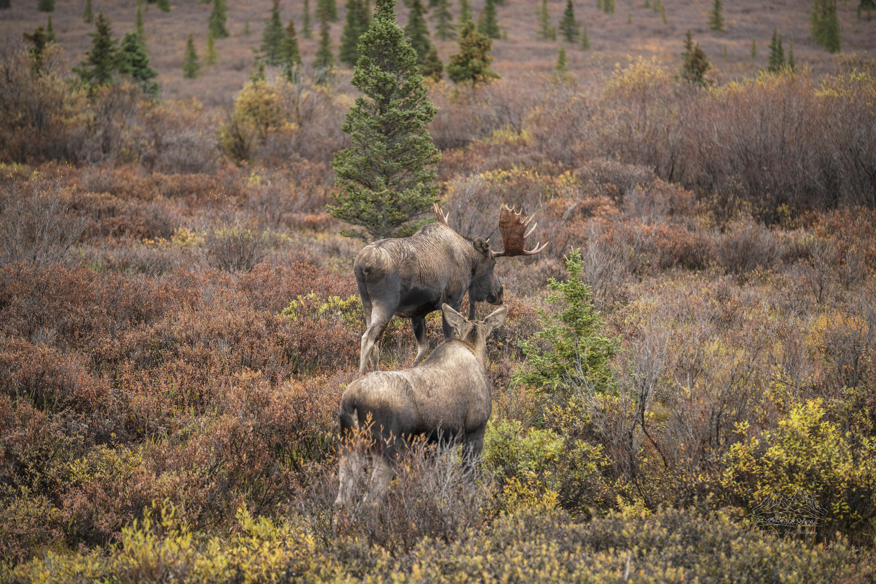 Due Alci in Autunno vicino a Denali Park Road Alaska Panorama