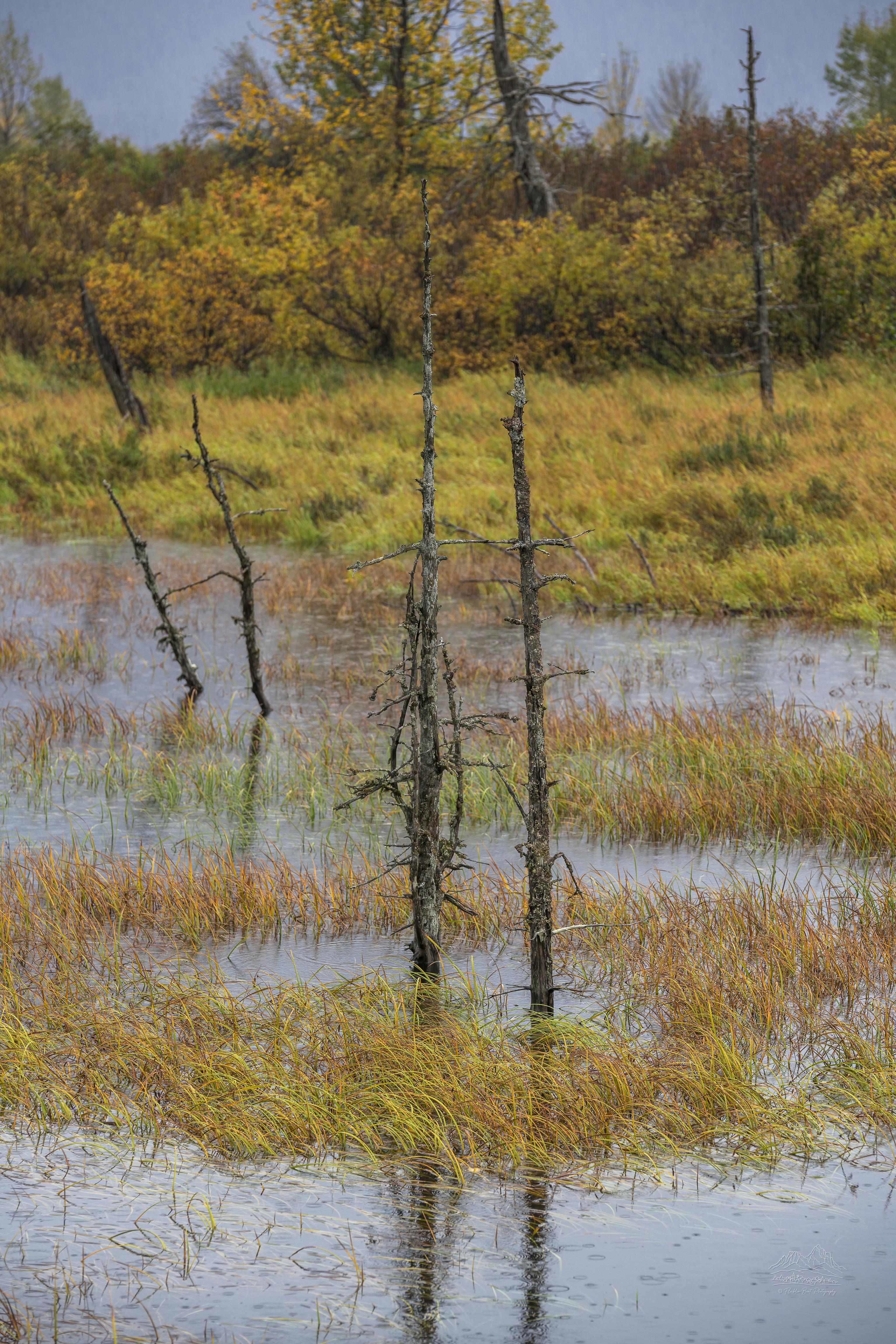 Paesaggio Autunnale di Palude Riflessa lungo Sterling Highway, Alaska