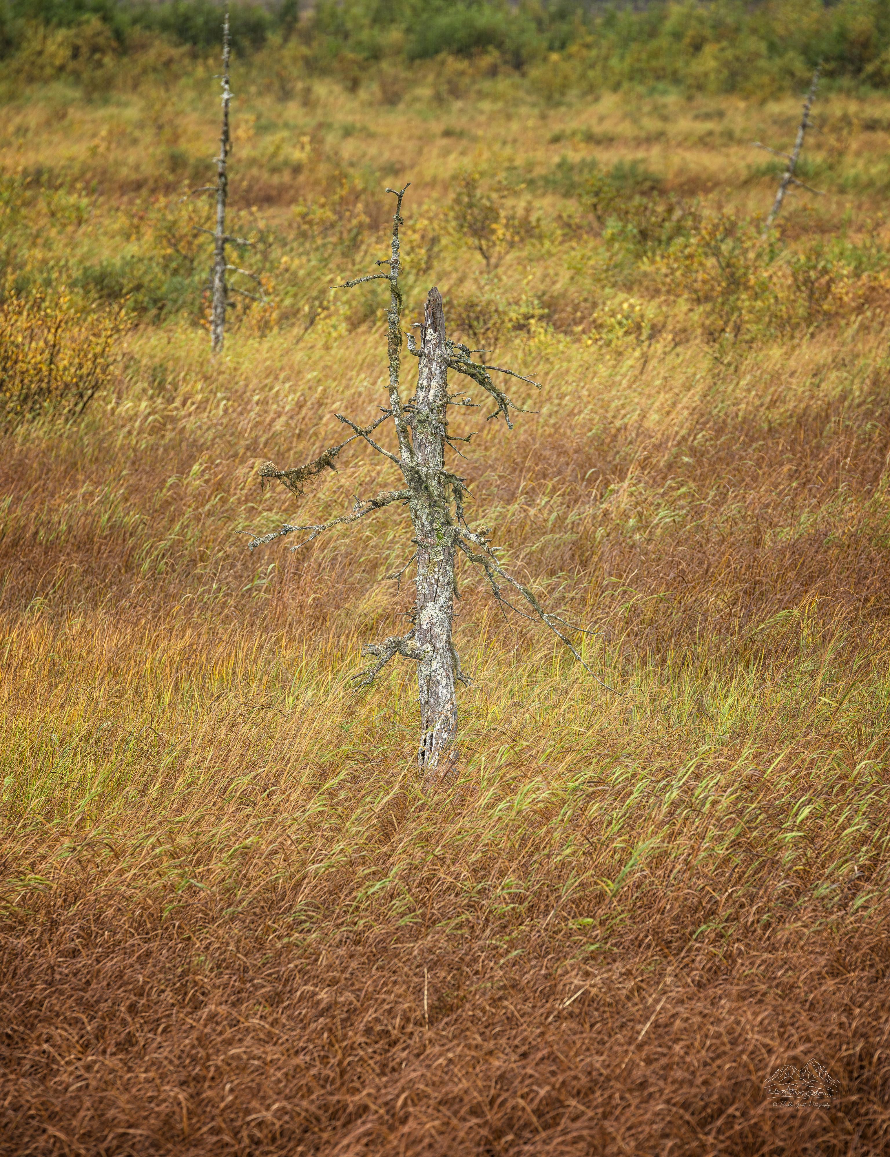 Paesaggio autunnale panoramico con albero morto vicino a Sterling Highway, Alaska