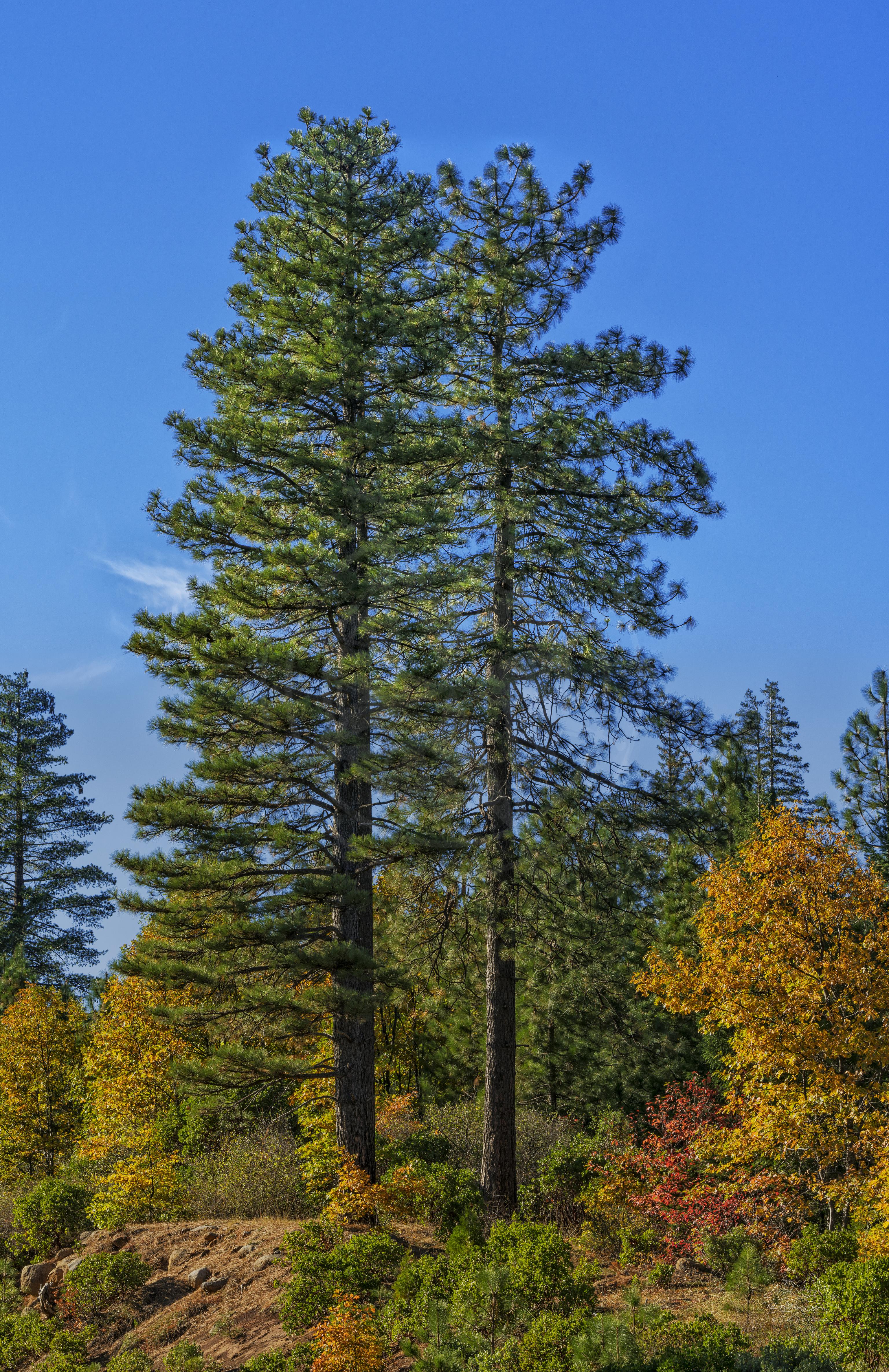 Panorama di Foresta Autunnale lungo la State Route 299 a Montgomery Creek
