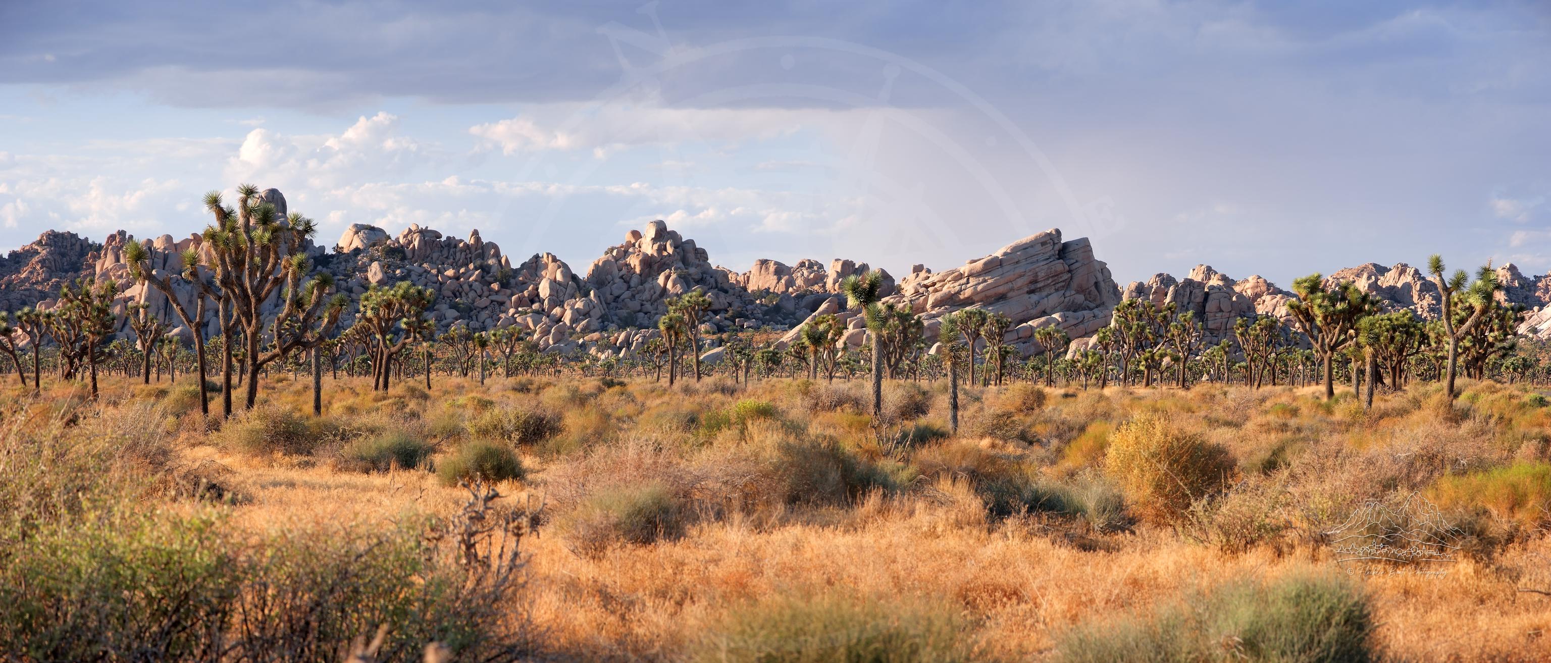 Panoramic Autumn Landscape at Joshua Tree National Park