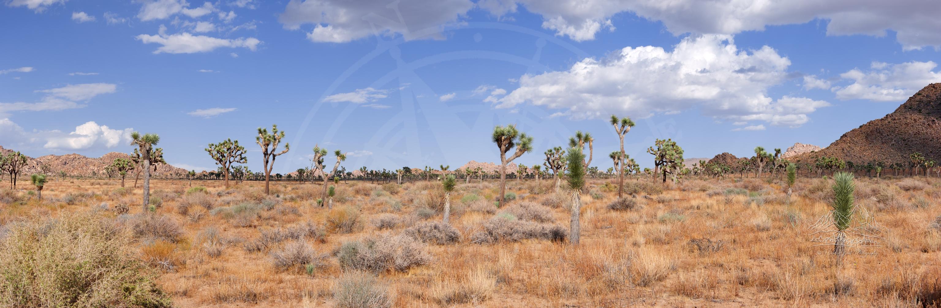 Panoramic Autumn Landscape on Park Boulevard in Joshua Tree, California