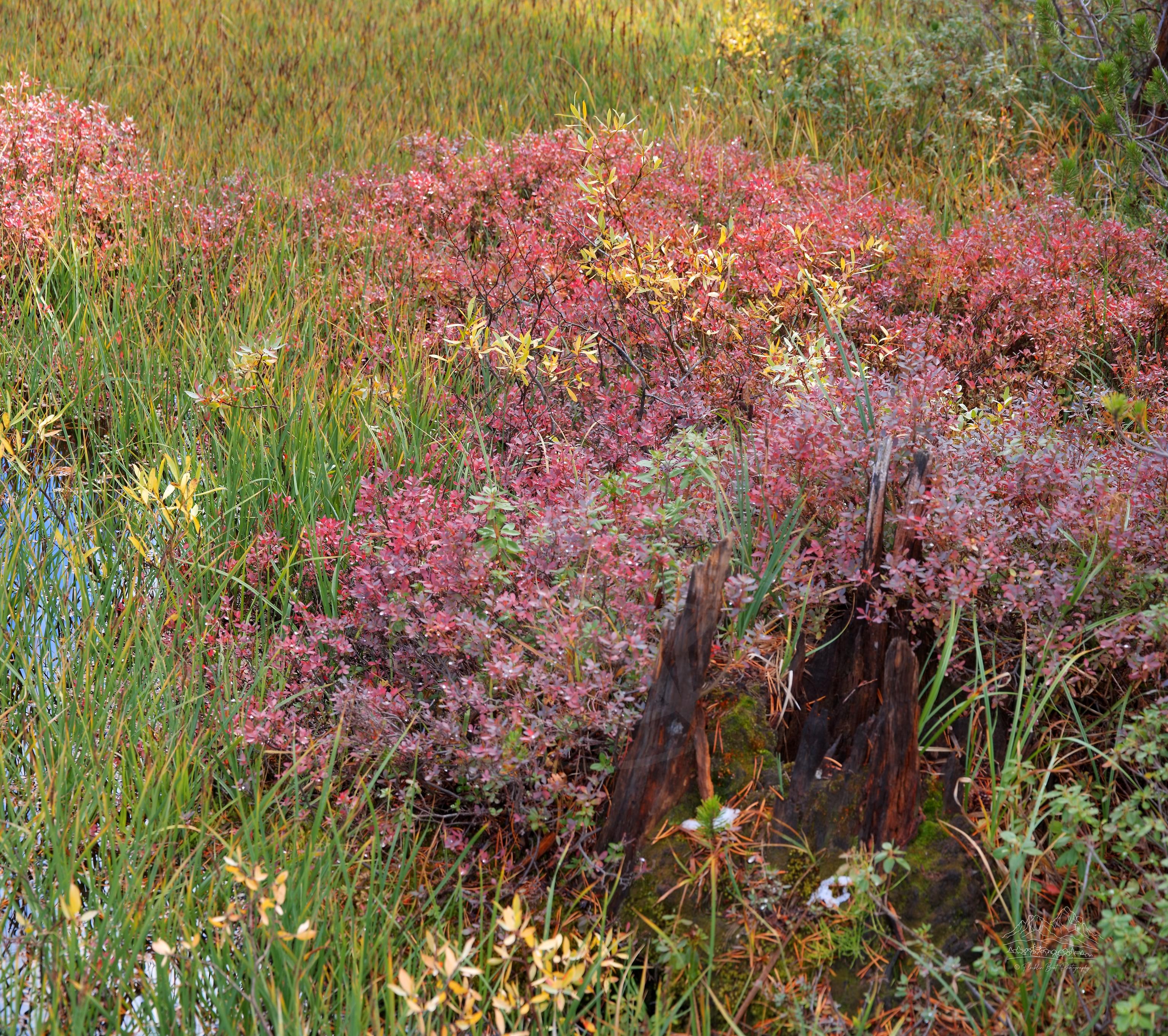 Autumn panorama of meadow and forest near Lake Mary, Mammoth Lakes