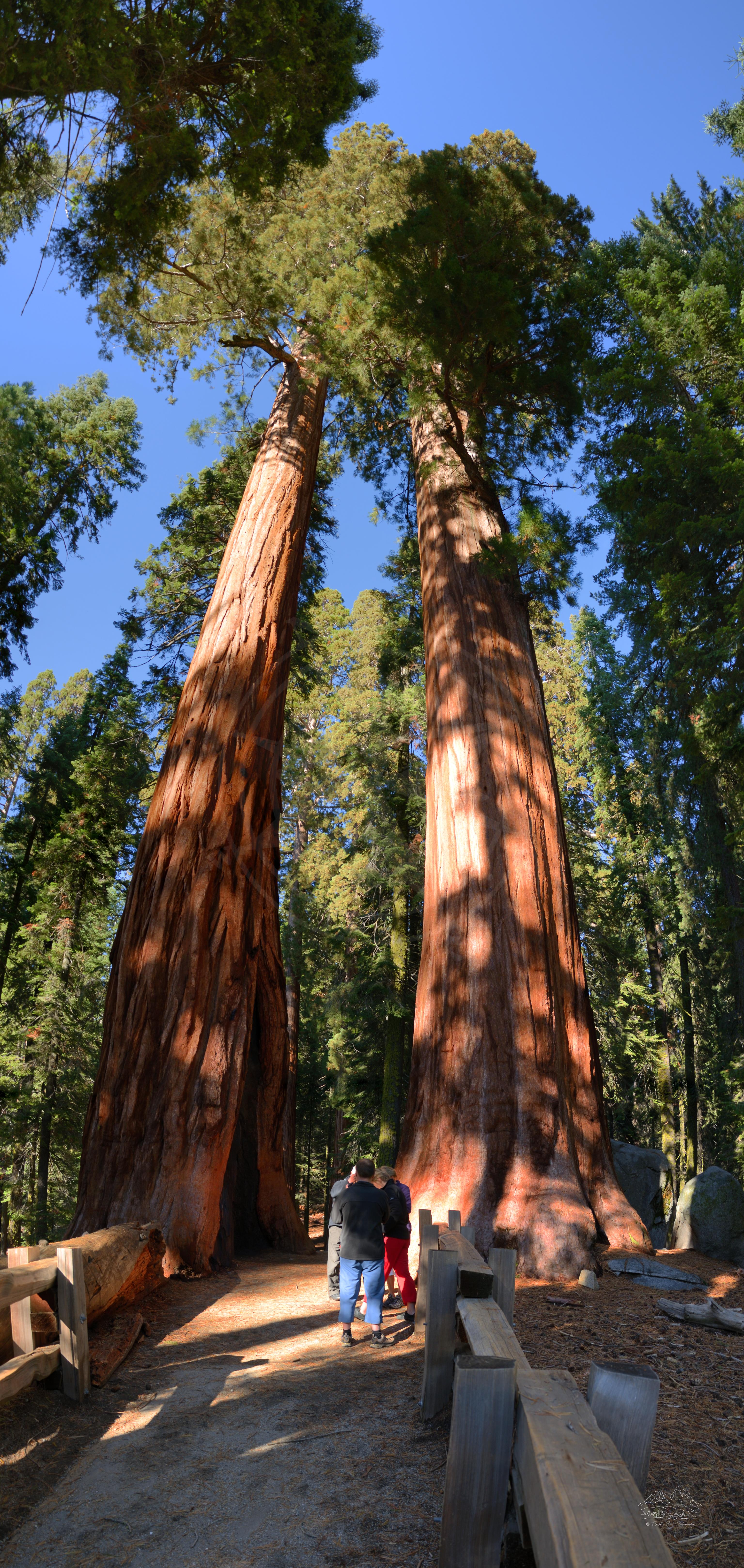 Panoramic Autumn View of Sherman Tree Trail Forest in California