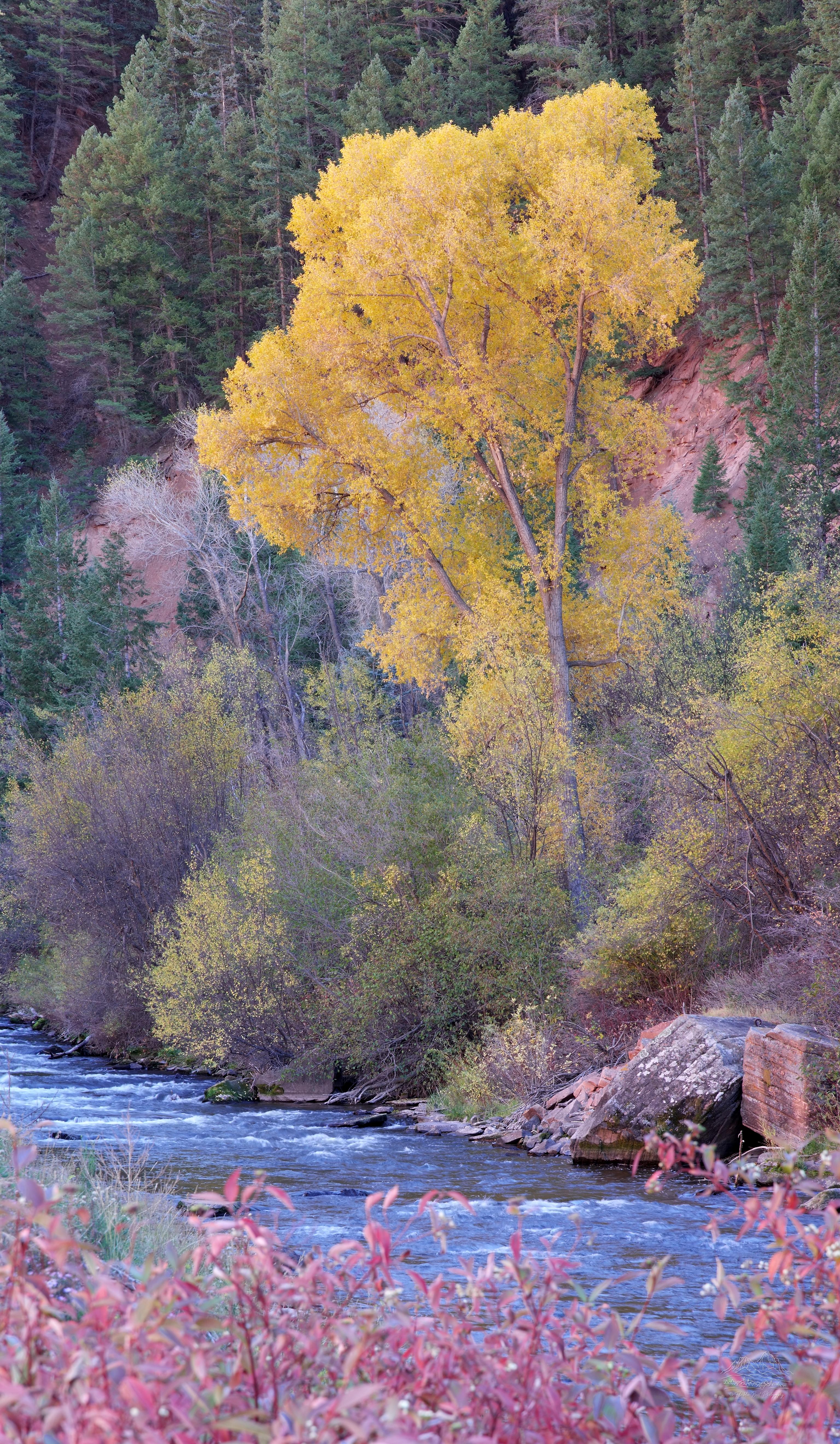 Herbstpanorama am Frying Pan River in Basalt, Colorado