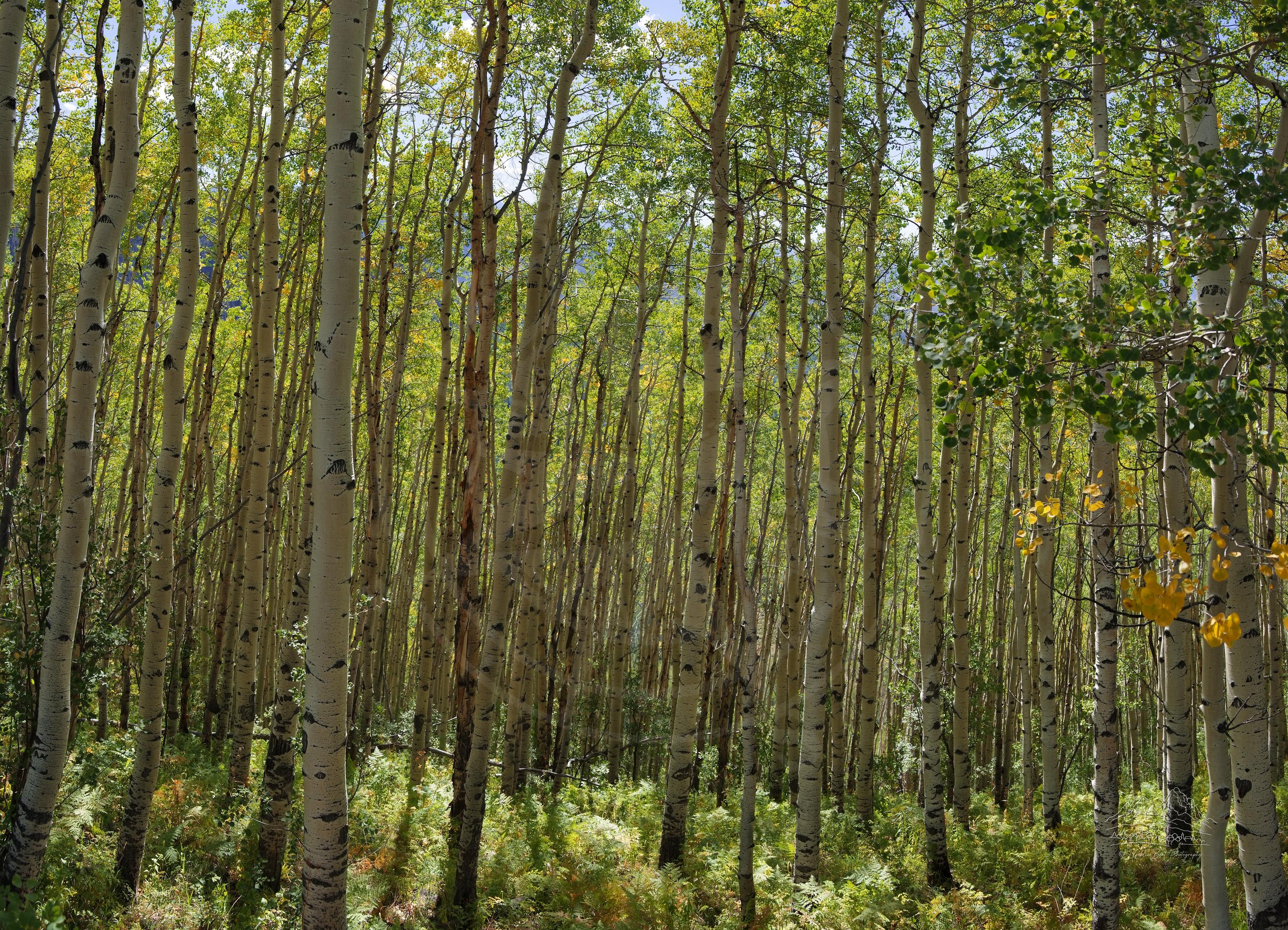 Herbstlicher Waldweg an der Owl Creek-Cimarron Road, Colorado