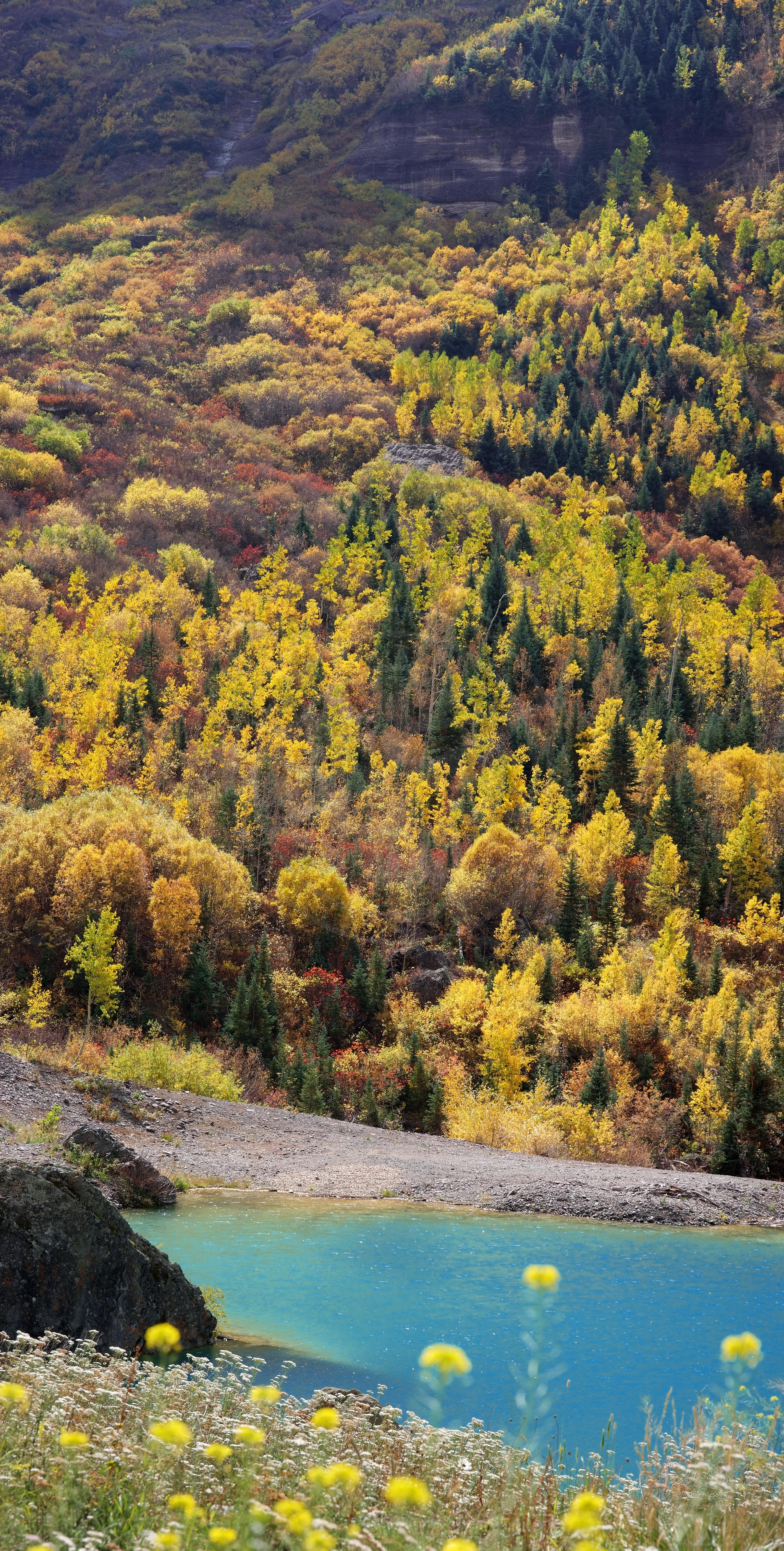 Herbst-Panorama der Waldlandschaft am Valley View Parkplatz in Colorado