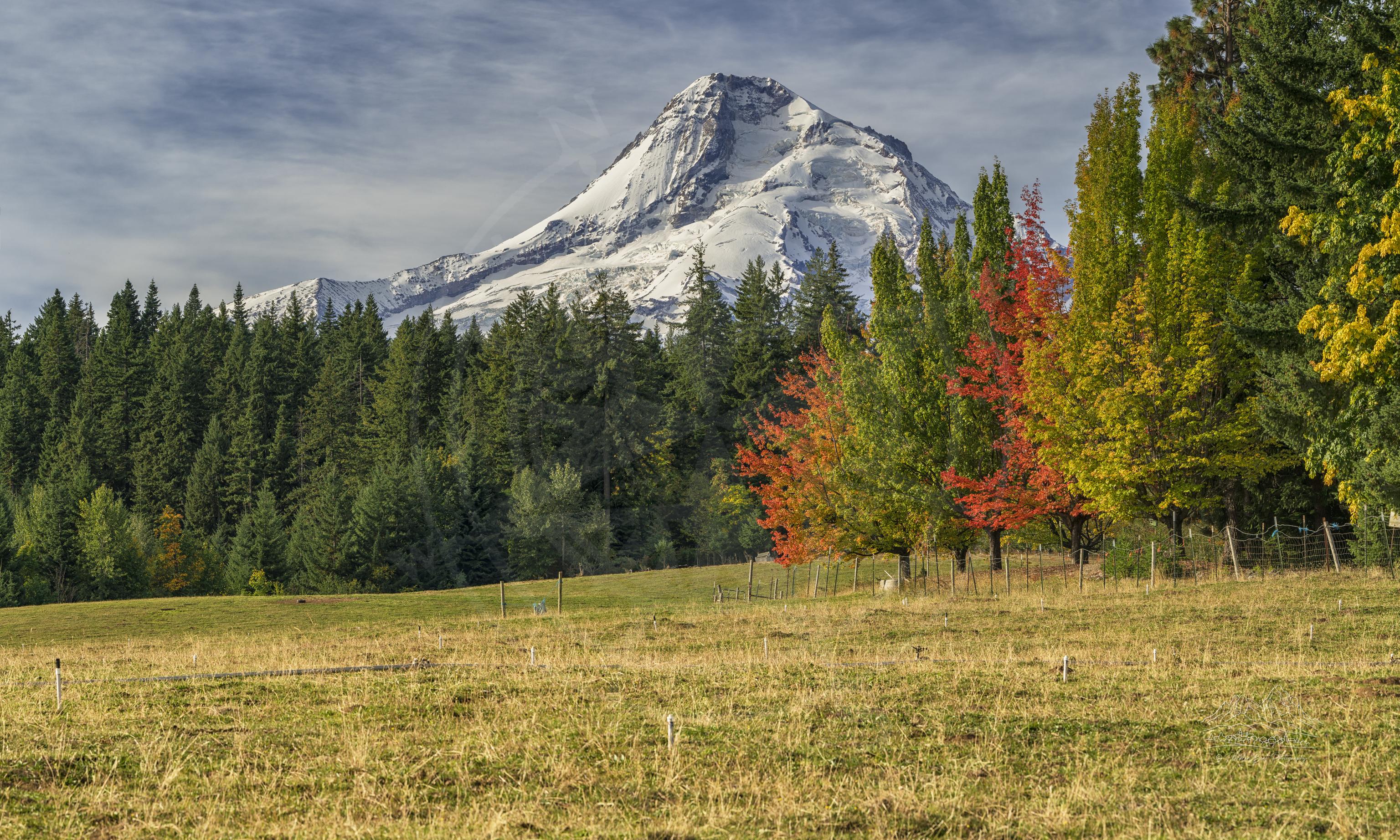 Panorama Autunnale del Prato a McIntosh Drive, Hood River, Oregon