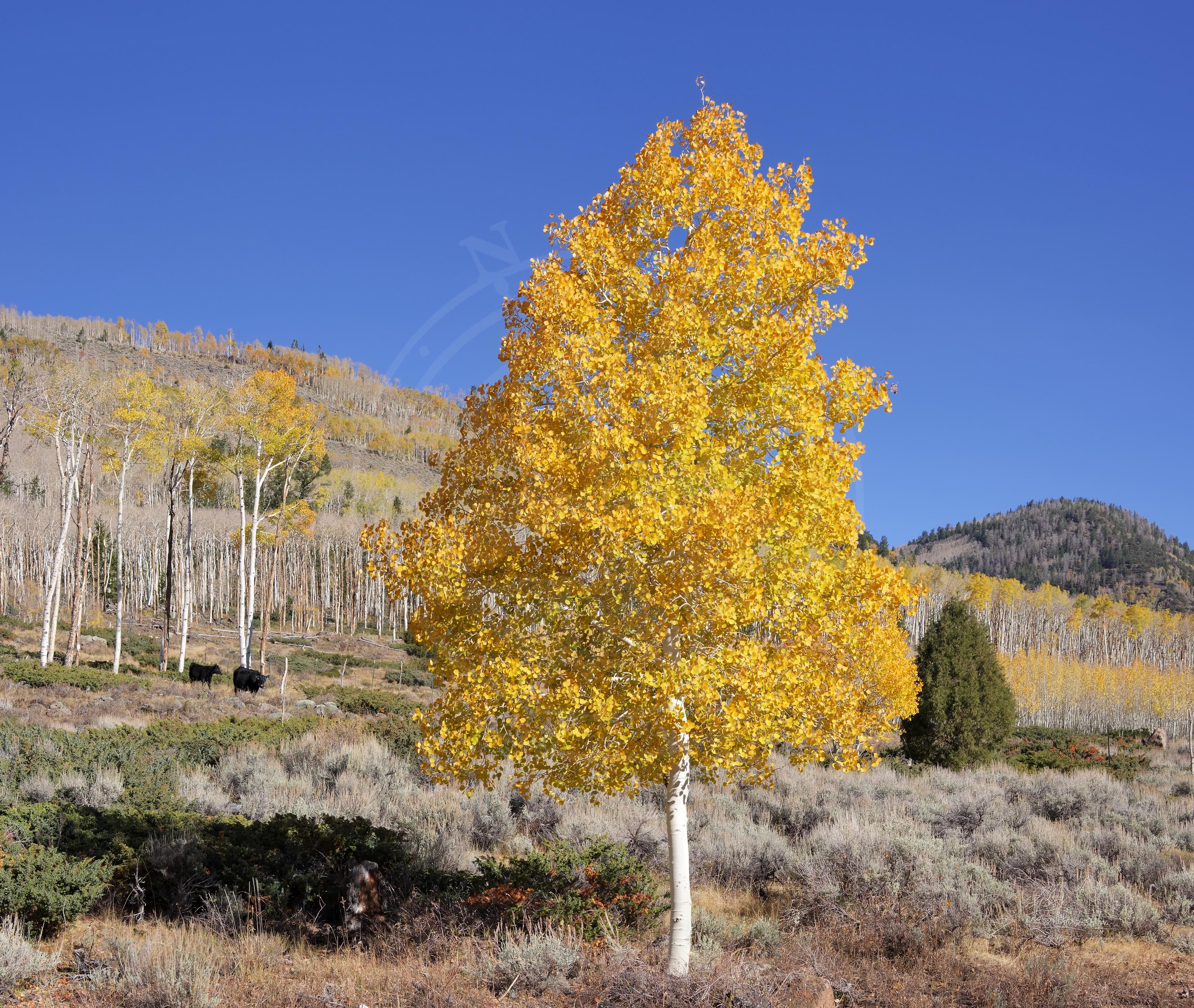 Herbstliche Wiesenlandschaft an der Fishlake Scenic Byway, Utah