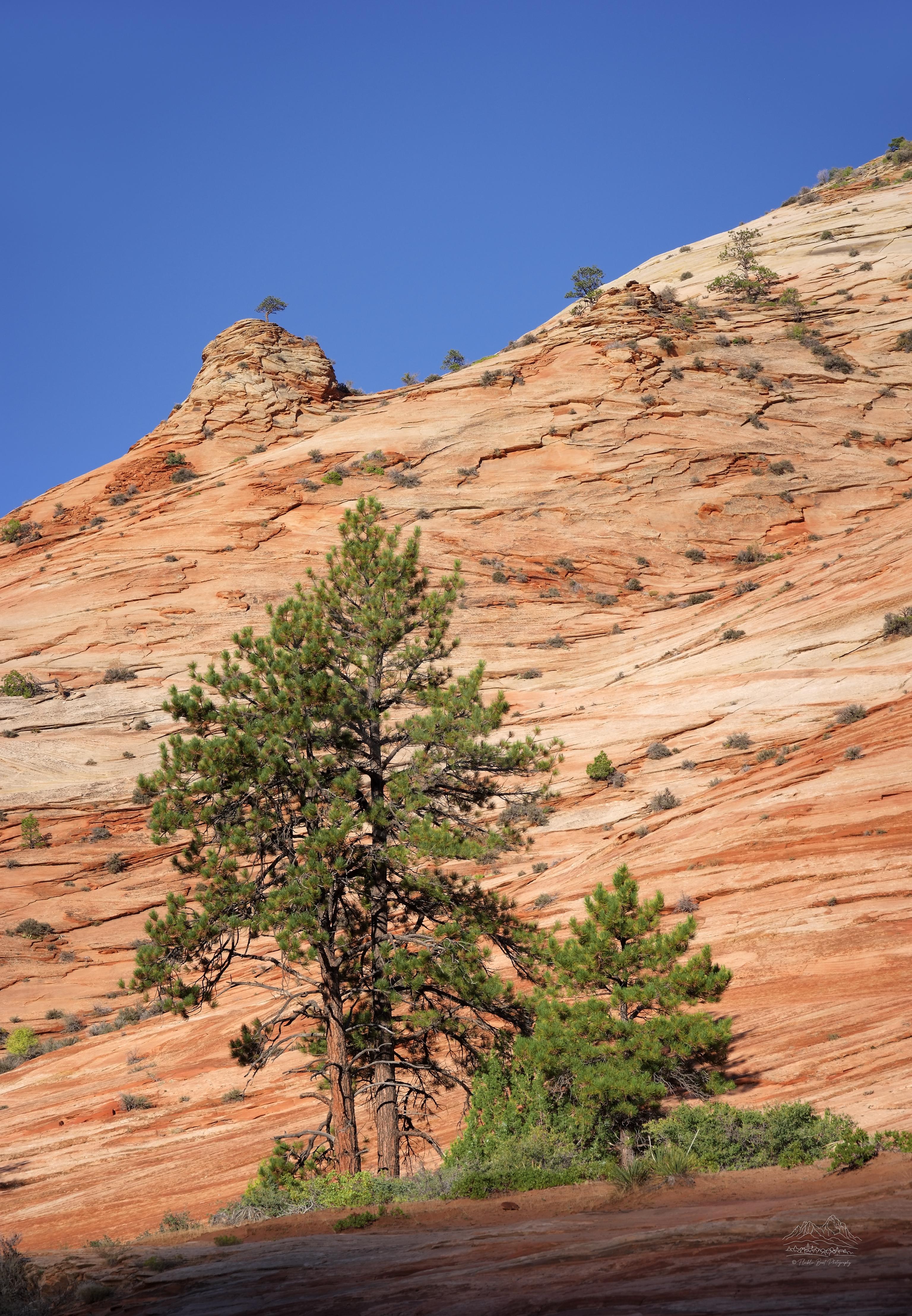 Herbstpanorama des Zion Park Scenic Byway mit roten Felsformationen