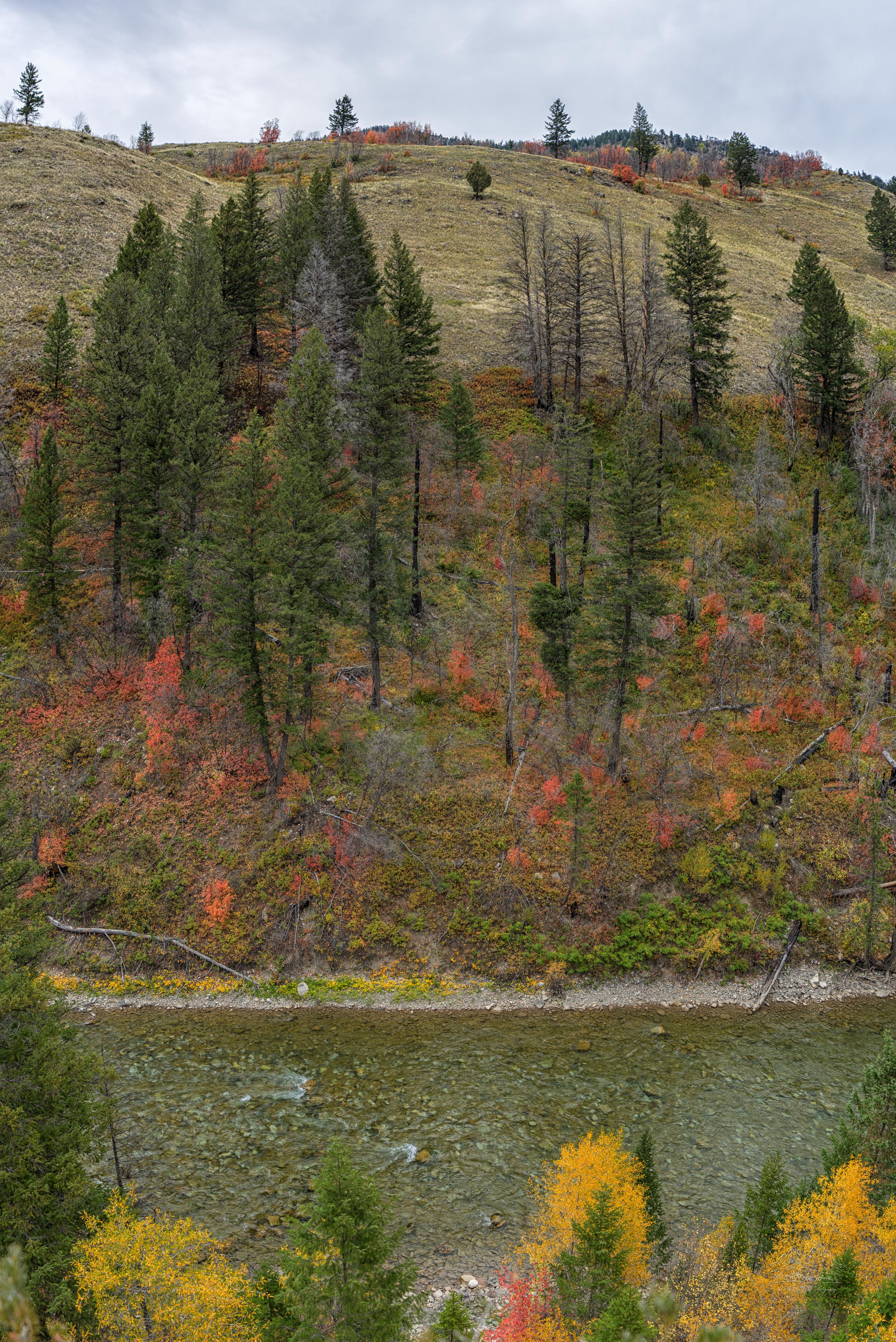Paesaggio autunnale del fiume di montagna a Alpine, Wyoming