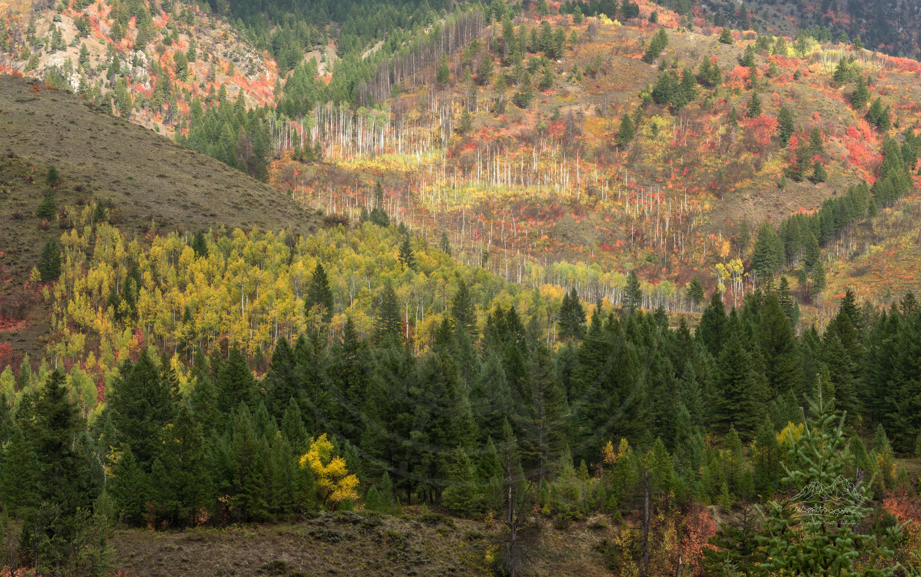 Paesaggio Panoramico Autunnale di Foresta e Montagna a Alpine, Wyoming