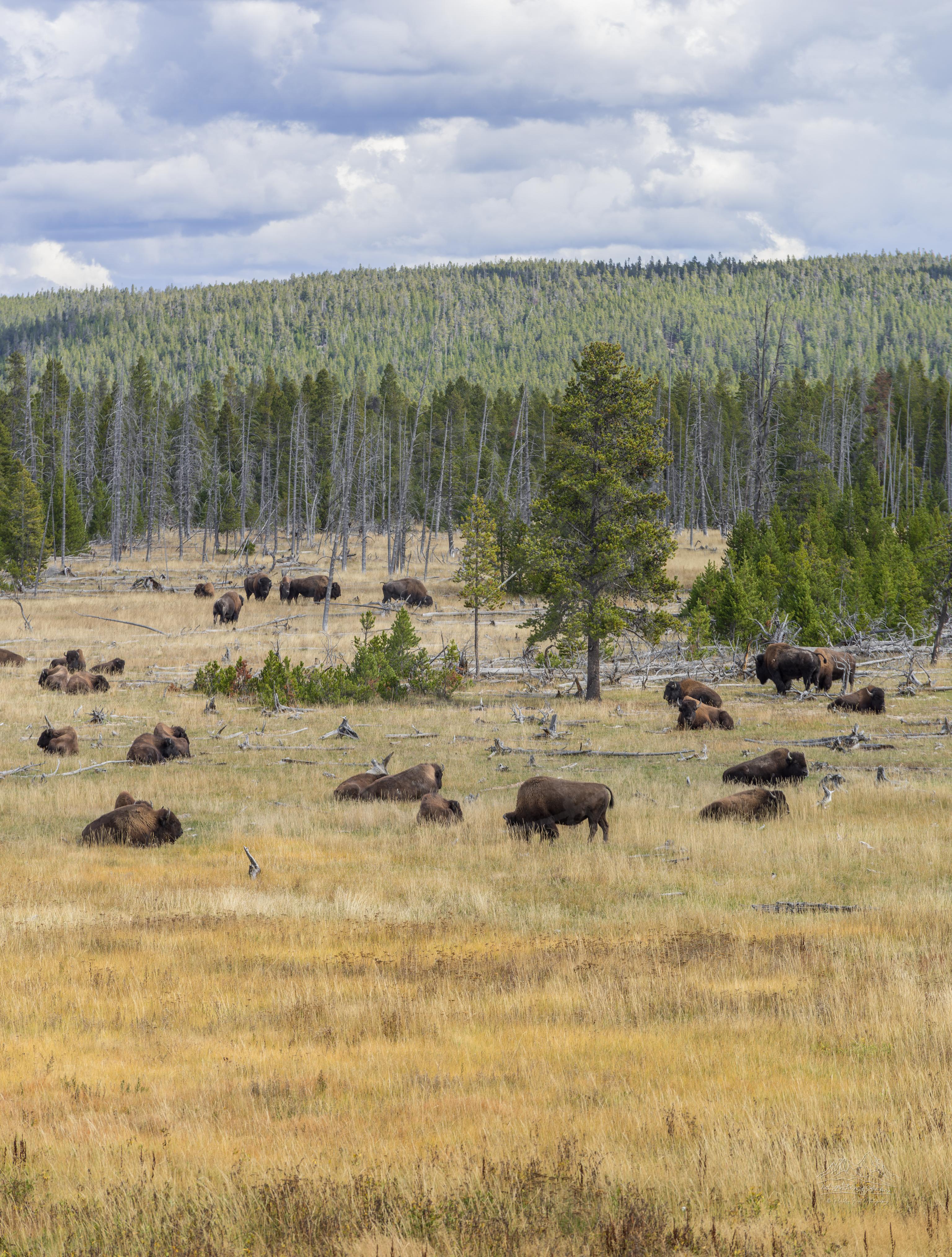 Paesaggio Panoramico Autunnale a Firehole Lake Drive, Yellowstone