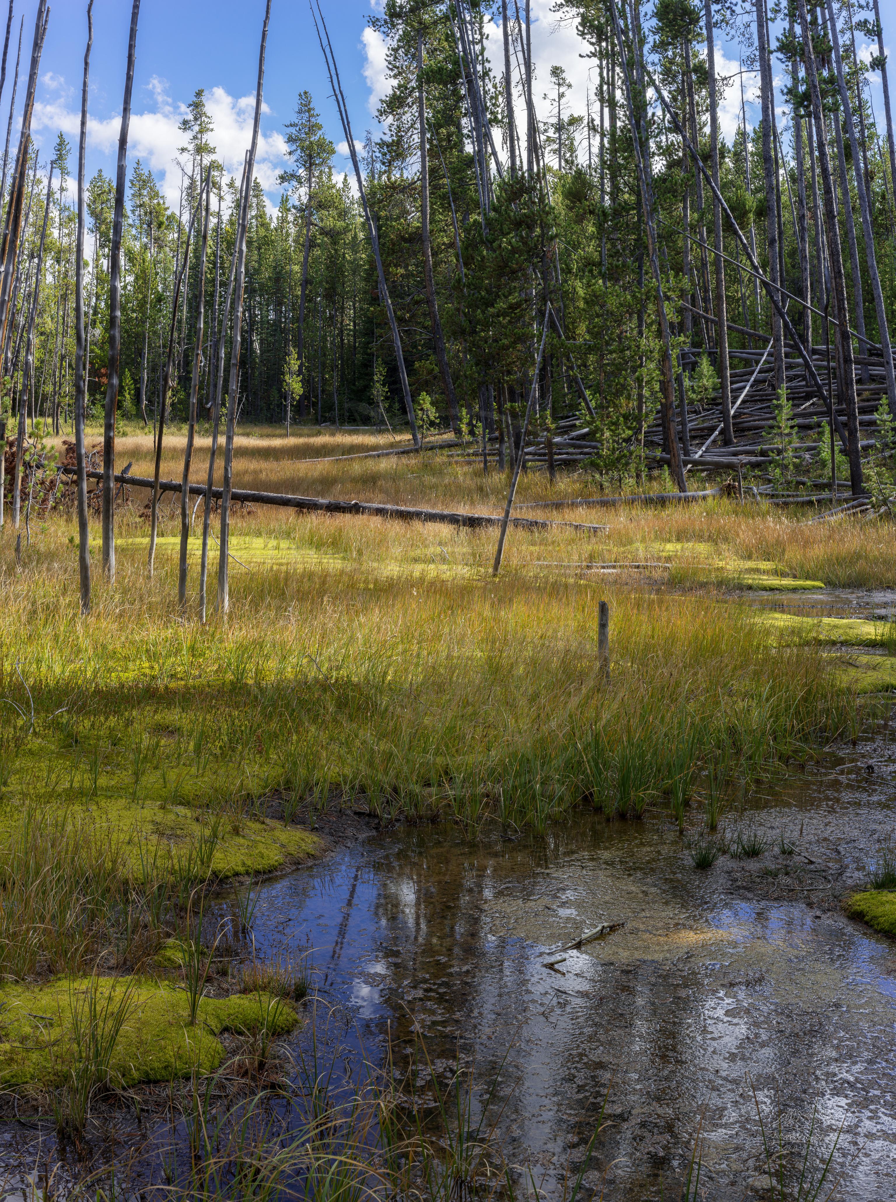 Panorama Autunnale della Prateria a Norris Geyser Basin, Yellowstone